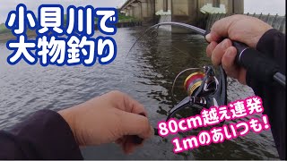 80cm超えが連発！1mのあいつも！ 8月の小貝川！ [upl. by Weeks515]