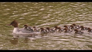 Goosander or Merganser Mergus merganser ♀ with Ducklings 4 [upl. by Hannaoj]