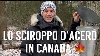 Come fanno lo Sciroppo D’Acero in Canada “Maple Syrup” [upl. by Acinyt]