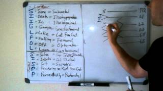 Lumbar and Sacral Plexus Drawing [upl. by Loria]