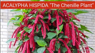 How to Grow and Care Acalypha HispidaChenille Plant  Propagation of Acalypha Hispida Plant [upl. by Fan]