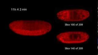 ZEISS Lightsheet Z1  Drosophila timelapse [upl. by Ordep]