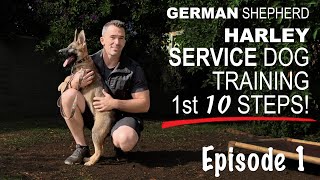 First Ten Steps When Training A Service Dog [upl. by Ann-Marie]