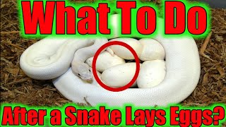 WHAT TO DO AFTER YOUR SNAKE LAYS EGGS STEP BY STEP SerpentSityExotics [upl. by Odravde965]