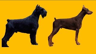 Why I chose a Giant Schnauzer over another Doberman [upl. by Ysle]