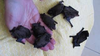 Handfuls Of Wriggly Baby Microbats [upl. by Scurlock]