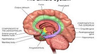 2014 Personality Lecture 16 Extraversion amp Neuroticism Biology amp Traits [upl. by Nas]