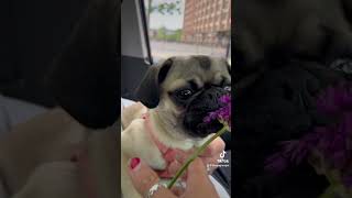 dogs ellie fyfyi シ゚viraldogshorts pugs fyp doglover youtubeshorts [upl. by Adnolaj]