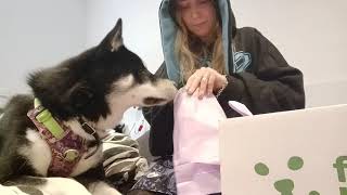 XXL Fressnapf Adventskalender  Unboxing 💙  Adventskalender Test  🐺 Husky Goraidh 🐾 [upl. by Alik]