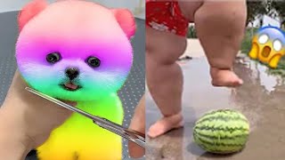 2024 Chó Phốc Sóc Mini 😍 Funny and Cute Pomeranian💖20 直 [upl. by Dierdre]