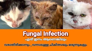 സ്കിൻ ഇൻഫെക്ഷൻ മരുന്നുകളും ചികിത്സയും  Treatment for fungus Infections in Cats  Mehrins Cattery [upl. by Anabel228]