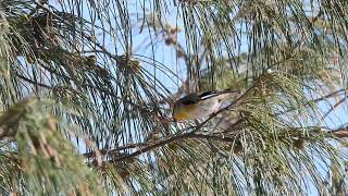 Striated Pardalote Hervey Bay Qld [upl. by Irahc288]