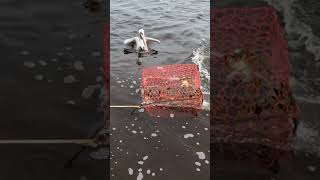 These Crabbers Moved HOW Many Traps 🦀😱 Discover Florida Channel [upl. by Ttevy420]