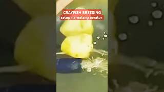 CRAYFISH BREEDING setup na walang Aerator pwede ba fishtank aquarium crayfish [upl. by Atinor]