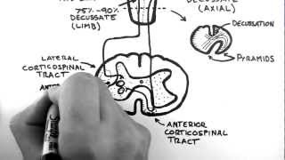 Spinal Pathways 4  Corticospinal Tract [upl. by Painter]