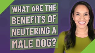 What are the benefits of neutering a male dog [upl. by Geier]