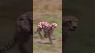 Cheetah Chasing Deer at Full Speed The Fastest Predator in Action Shorts [upl. by Crow]