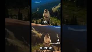 marmot meme vs real shortvideo [upl. by Sajovich]