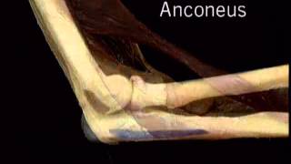 muscle anconeus [upl. by Milinda152]