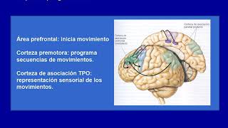 Clase de Neuropsicologia las apraxias [upl. by Annaitsirk]