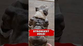 Top 3 Strongest Dog Breeds You Need to Know 😤 dogbreeds animalfacts dogsofyoutube pitbull [upl. by Eihtur548]