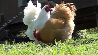 Chickens White Langshan Black Langshan Buff Cochin [upl. by Willyt]