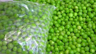 How to store Green Peas Preserve Green Peas  Frozen Peas Frozen Matar  फ्रोजन मटर [upl. by Okir650]