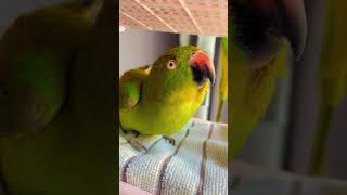 Cute Talkative parrot [upl. by Lebezej]