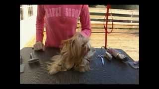 Grooming a Yorkie in a Long Coat [upl. by Breger]