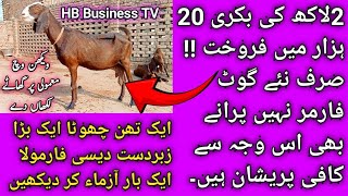 Home remedies for goats udder  بکری کے تھن کا دیسی علاج  Bakri ke Than ka Ilaj  HB Business TV [upl. by Ennair]