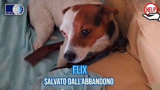 GLI ANGELI BLU DI VALLO DI DIANO SALVANO FLIX CAGNOLINO AVVISTATO VICINO A UNO SVINCOLO AUTOSTRADALE [upl. by Ainigriv]