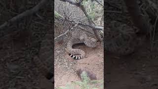 Víbora de cascabel diamantada del oeste Crotalus atrox Aldama Chihuahua 2018 [upl. by Magill365]