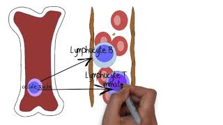 Comprendre le système lymphatique [upl. by Eiralav879]