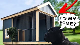 Build Dog House Timelapse [upl. by Buehrer649]