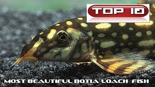 Top 10 Pesci Botia più belli 🐠 [upl. by Tteirrah]