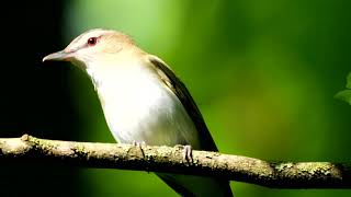 Red eyed Vireo birding bird birdwatching hoosier nature wildlife birdcalls [upl. by Niac]