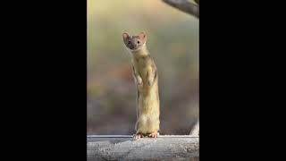 Kevin MacLeod  Scheming Weasel in major key [upl. by Savannah]