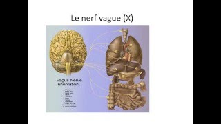 NEUROLOGIE SEMIOLOGIE DES NERFS CRANIENS [upl. by Amersham395]