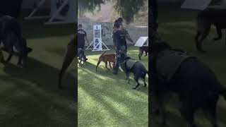 This K9 Training Will Blow Your Mind [upl. by Alakam]