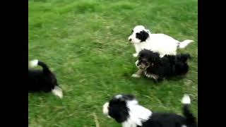 Havanese Mix Puppies For Sale [upl. by Valsimot929]