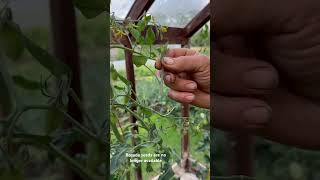 Deleaf and maintain Rosada tomatoes [upl. by Atteynot]