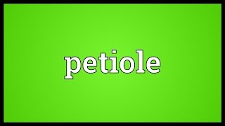 Petiole Meaning [upl. by Molly]