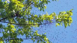 Swarm Of Bees In The Air Then To A Limb Must See [upl. by Gleason]