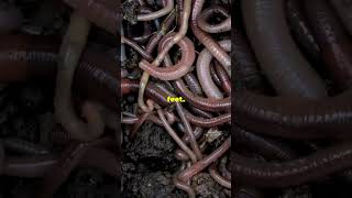 What is A Hookworm [upl. by Nylsej]