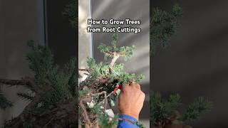 How to Grow Trees from Root Cuttings gardening plants trees bonsai bonsaitree shorts tips [upl. by Hgieliak]