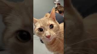 Cat pet behavior is very cute and unique part 13 cat cates funny catts cute animals viral [upl. by Yelyab]