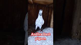 Andhra best pigeon love funny shirazikabutar status fancypigeon birds pigeon [upl. by Durrace884]