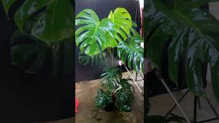 Just cleaning my monstera monstera monsteradeliciosa [upl. by Einiar]