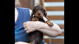 Dachshund wirehaired caninchen такса жесткошерстная кроличья25 mold Персей [upl. by Kerianne]