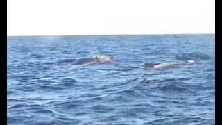 Humpback whales singing off Galley Head County Cork [upl. by Everest]